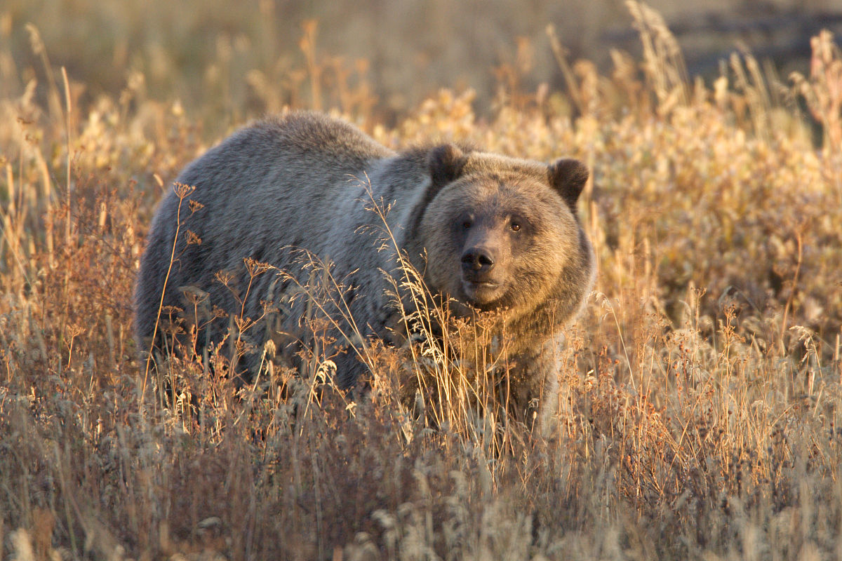  p>墨西哥灰熊(mexican silver grizzly)是 a href="#" data-lemmaid=