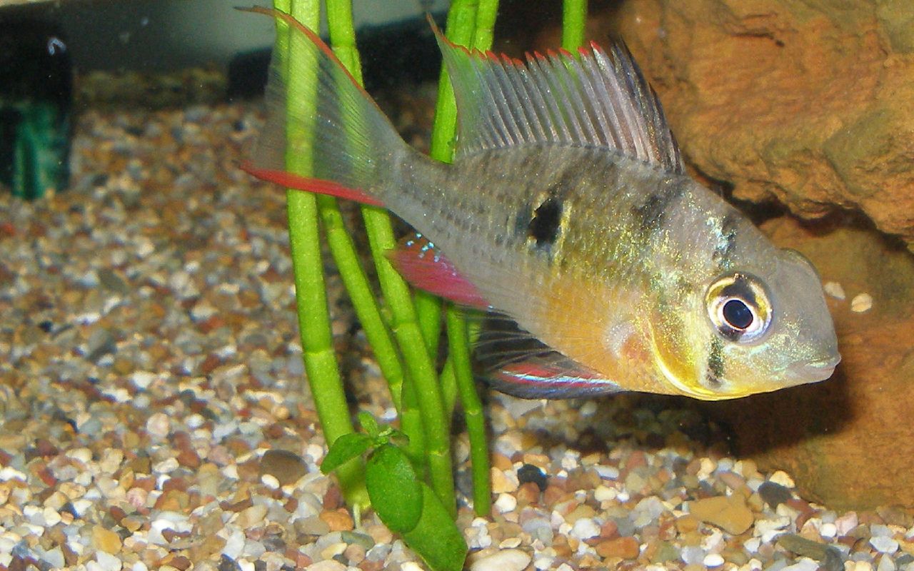  p>拉氏小噬土丽鲷(学名:microgeophagus ramirezi 或 papiliochromis