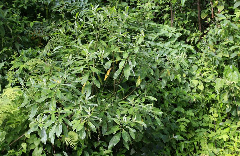  p>白结香(拉丁文名:edgeworthia albiflora nakai) 为 a target="