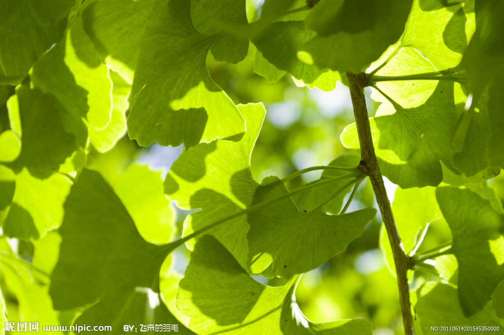  p>银杏纲(拉丁文:ginkgopsida)是 a target="_blank" href="/item