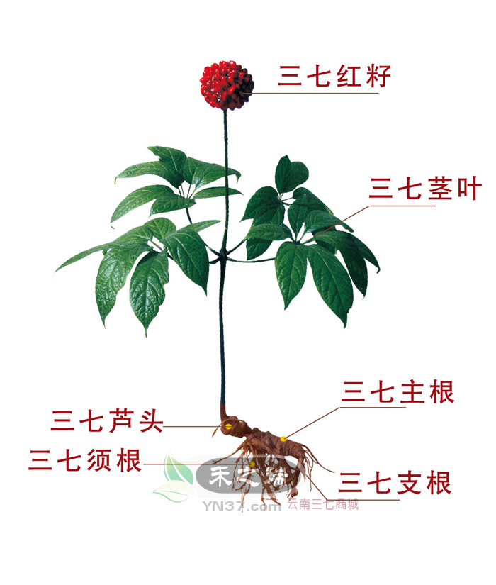  p>三七,中药名.为五加科植物三七panaxnotoginseng(burk.)f.h.