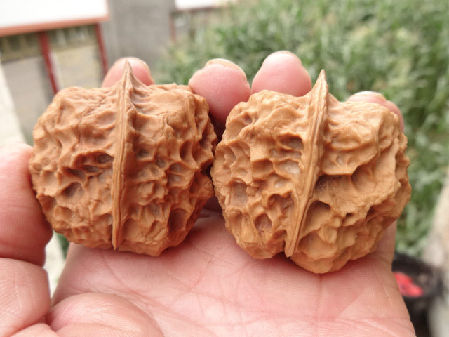 云南铁核桃