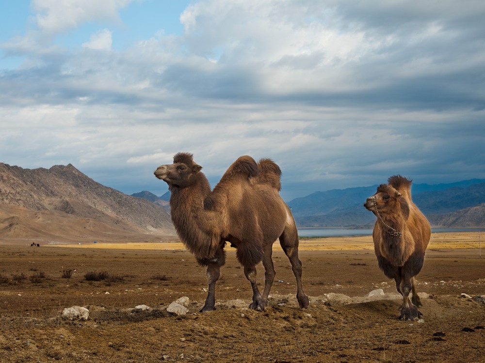 骆驼