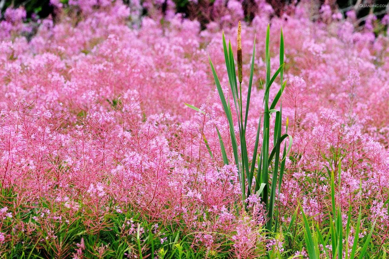  p>宽叶香蒲(学名: i>typha latifolia /i> linn.