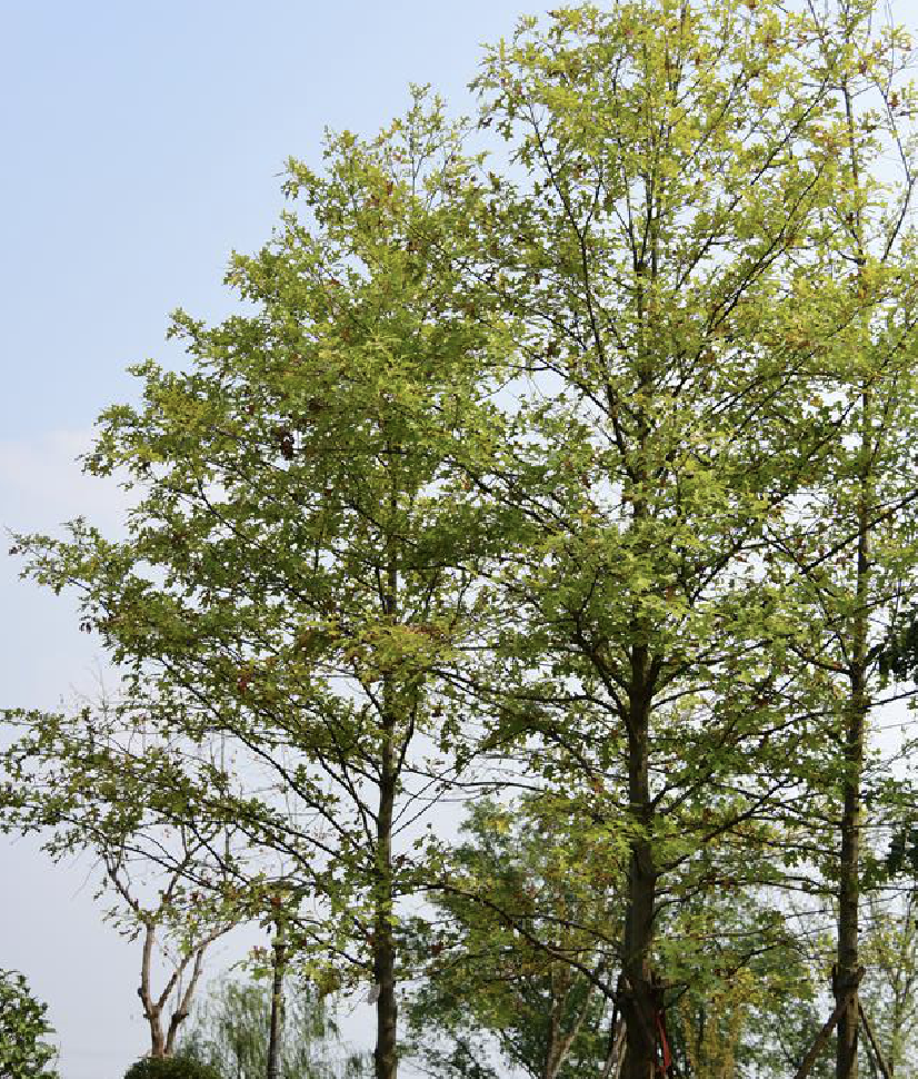 >  i>texana /i> buckley)是壳斗科栎属植物,落叶大乔木,树高可达28米