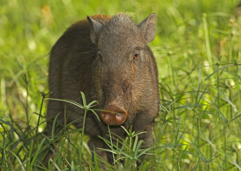 是猪科,猪属的中型 a target="_blank" href="/item/偶蹄动物/415141"