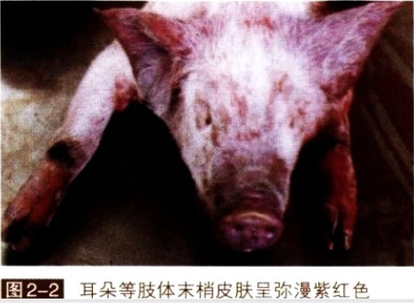 仔猪副伤寒