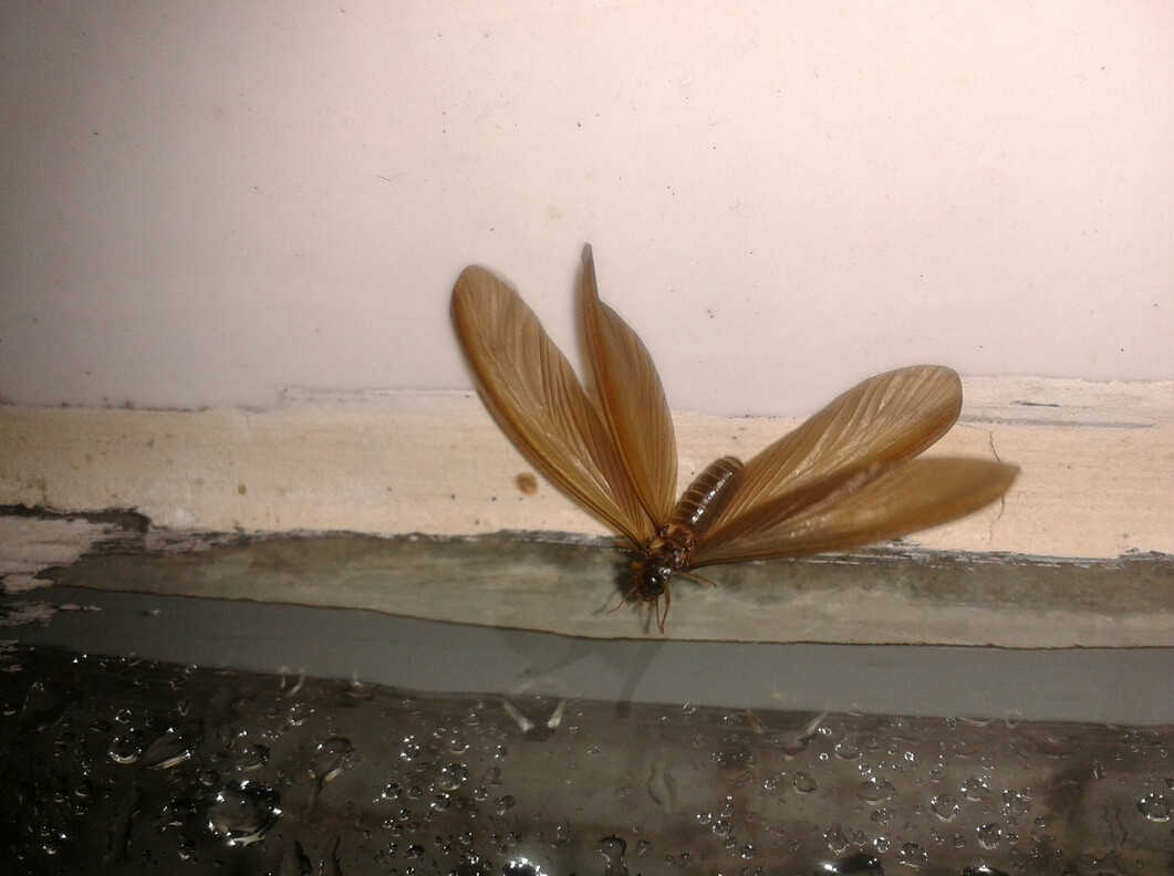  p>大水蚁 i>(又名:飞蚂蚁,虫尉) /i>,因为通常在下雨前出现,因此得名