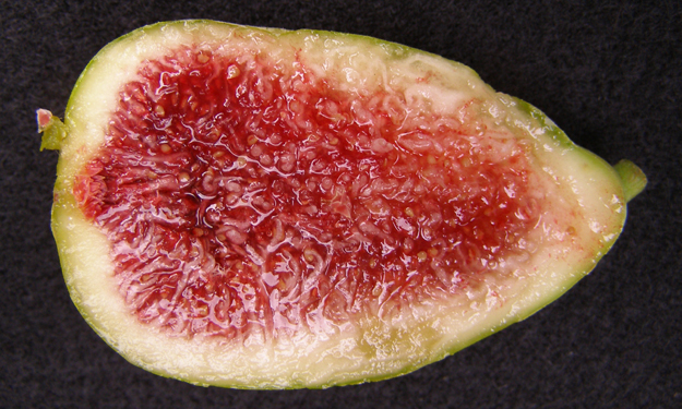 斯特拉,极有发展潜力的优良的 a target="_blank" href="/item/无花果