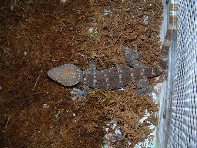  p>壁虎是蜥蜴的一种,又称"守宫".