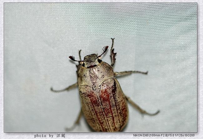 lemmaid="1535103">鞘翅目 /a>coleoptera), 鳃金龟科(melolonthidae)