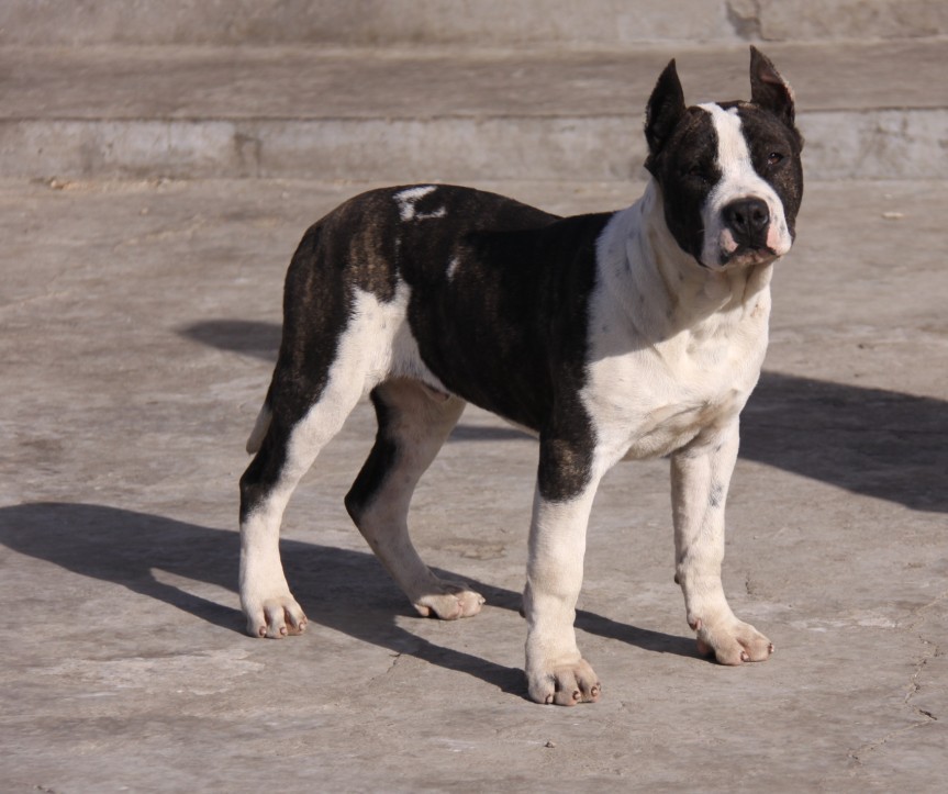  p>美国斯塔福梗(american staffordshire terrier)斯塔福梗是由 a