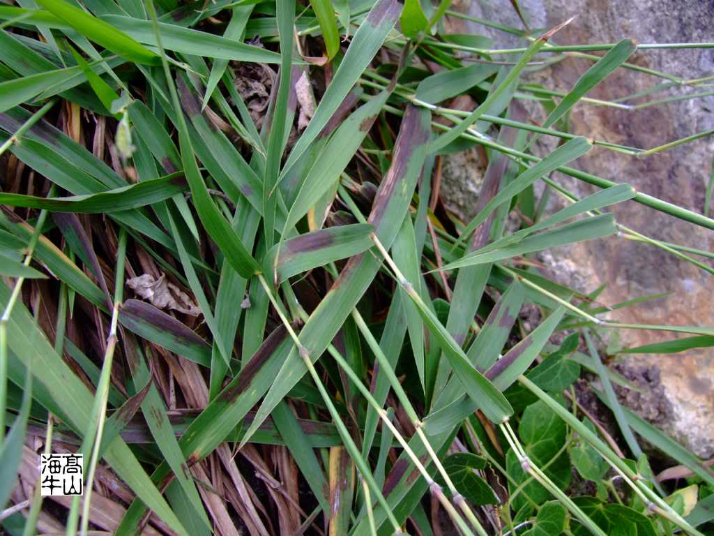  p>圆柱鸭嘴草, a target="_blank" href="/item/禾本科/2458872"