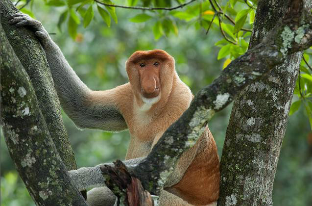  p>长鼻猴(学名: i>nasalis larvatus /i>),是东南亚 a href="#" data