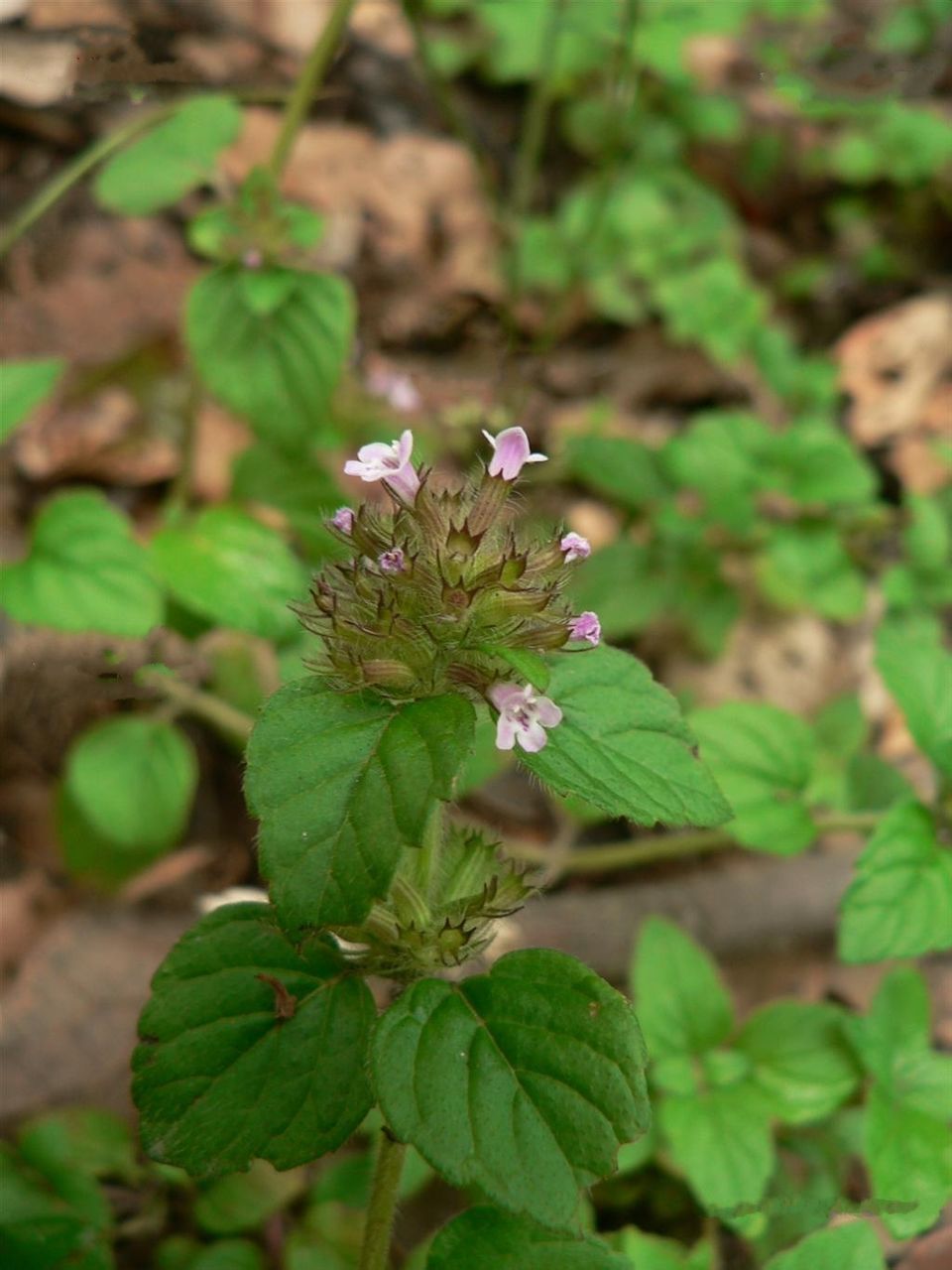  p> a href="#" data-lemmaid="7018313">假柳叶菜 /a>(学名:ludwigia