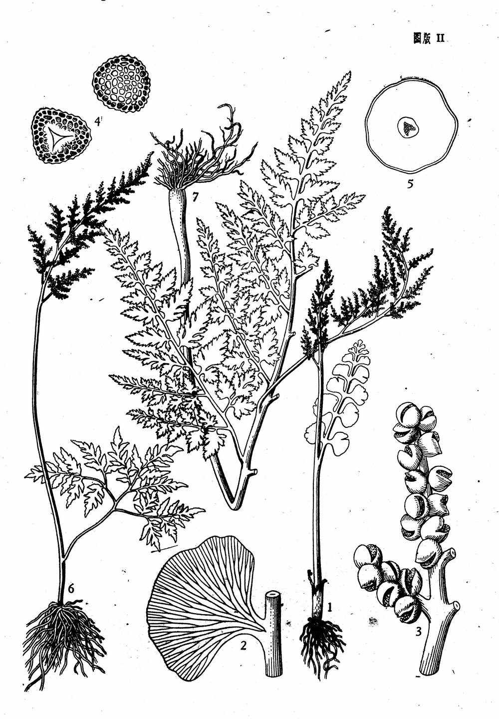 data-lemmaid="5905084">阴地蕨属 /a>(学名:botrychium)为陆生植物