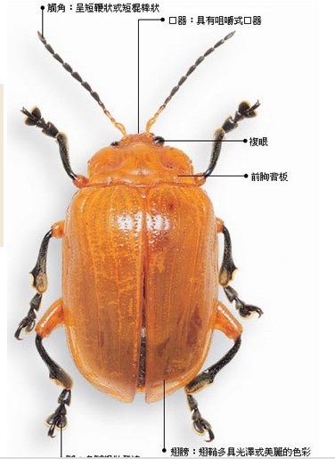 莲藕食根金花虫