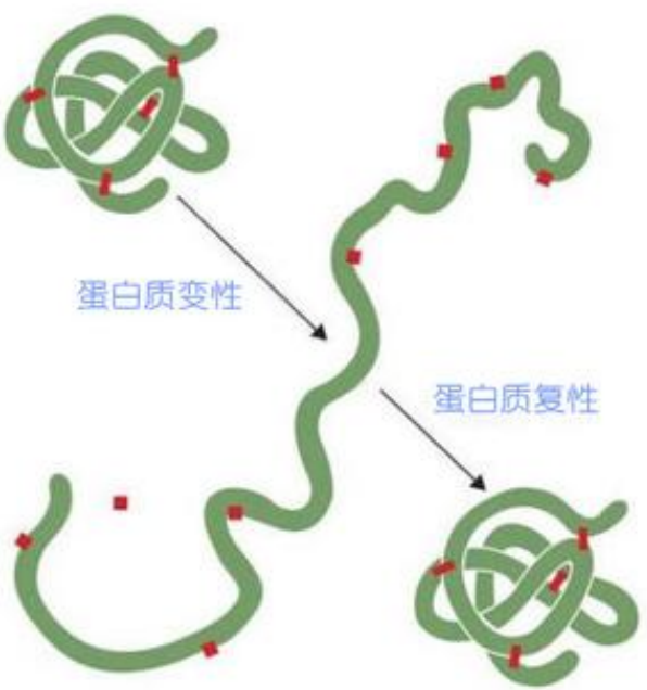 protein denaturation