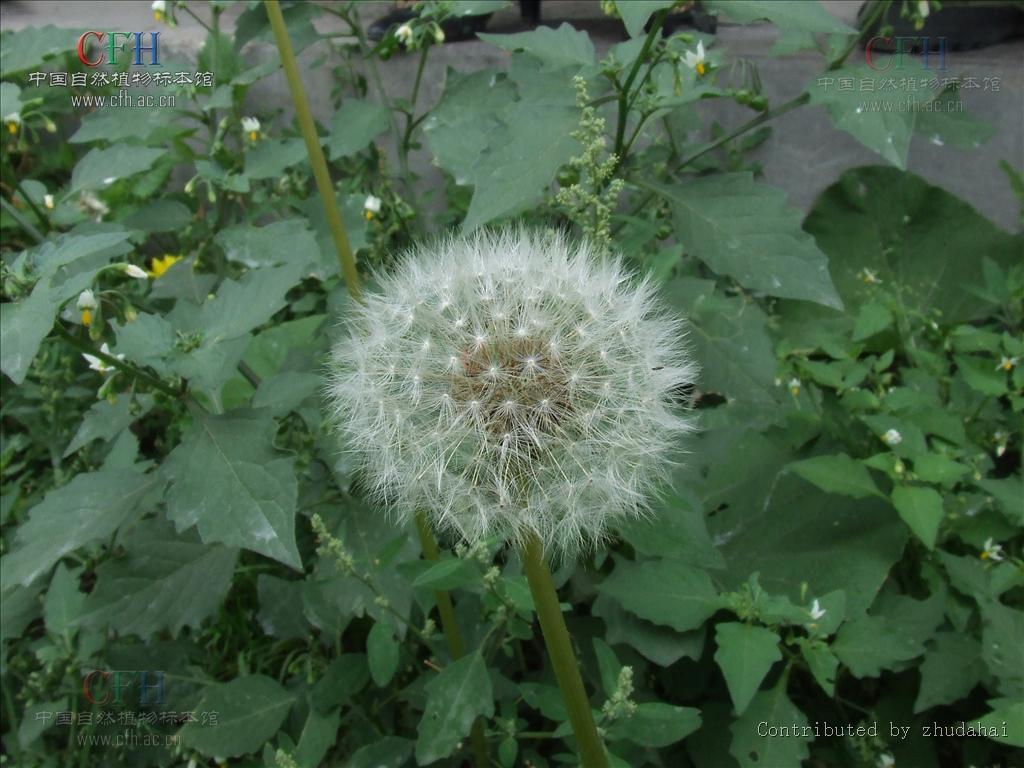 p>亚洲蒲公英(学名: i>taraxacum asiaticum  /i>dahlst.