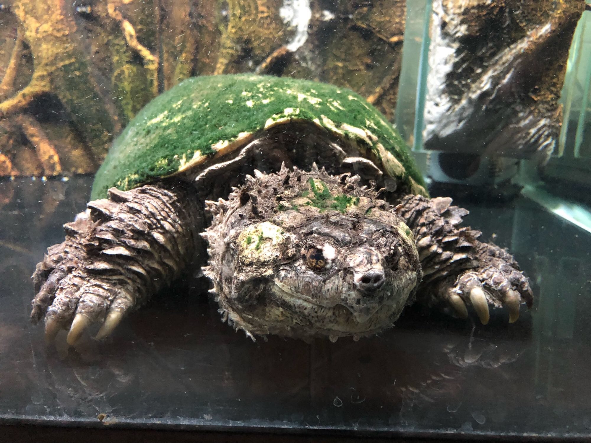  p>鳄龟是世界最大的淡水龟之一,也是北美洲最大的淡水龟,主要栖息在