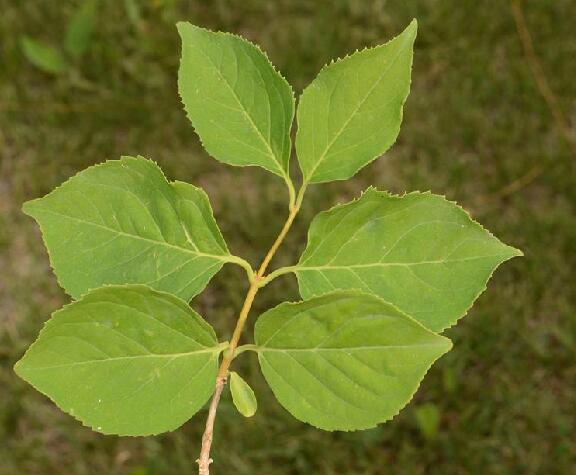  p>东北连翘( i>forsythio mandshurica /i> uyeki)是木犀科连翘属