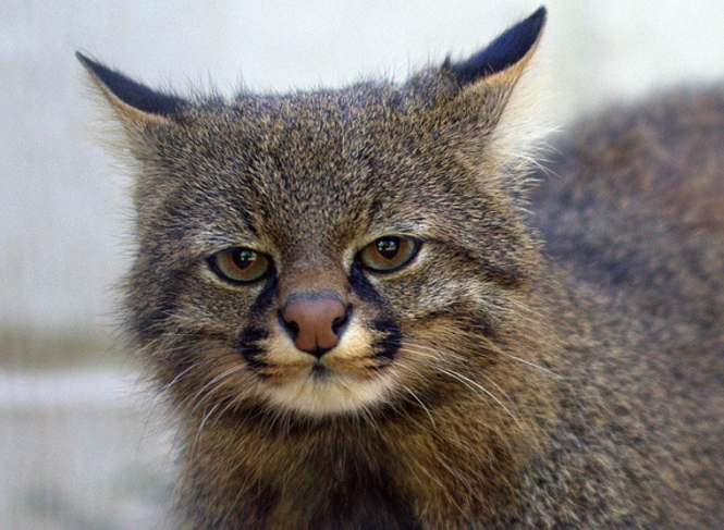  p>南美草原虎猫(学名: i>leopardus colocolo /i>):共有8个 a href="