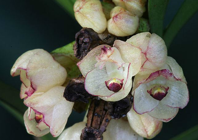 agrostophyllum callosum rchb. f.