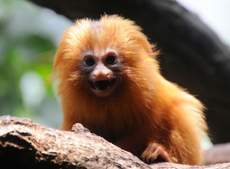  p>金狮面狨(学名: i>leontopithecus rosalia /i>):也叫 a href="#"