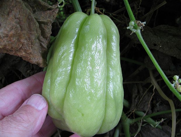 佛手瓜