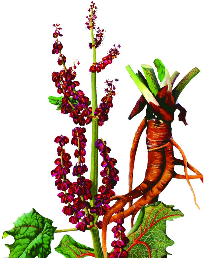  a href="#" data-lemmaid="5290384">大黄属 /a>高大粗壮草本植物,高