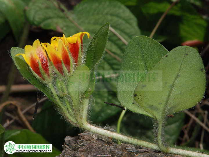  p>巴东过路黄是属于 a href="#">报春花科 /a>的 a href="#" data