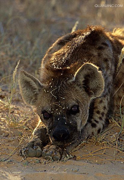  p>斑鬣狗(学名: i>crocuta crocuta /i>):又名斑点鬣狗,体长约95-160