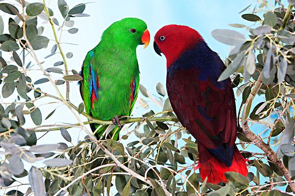  p>华贵折衷鹦鹉(学名:eclectus roratus roratus)是折衷鹦鹉的指名