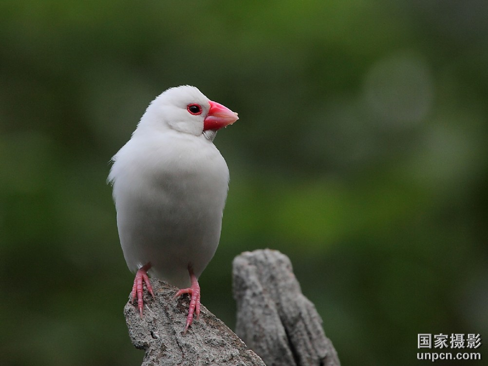  p>爪哇禾雀(学名:j i>padda oryzivora /i>),又名禾雀,文鸟,灰芙蓉