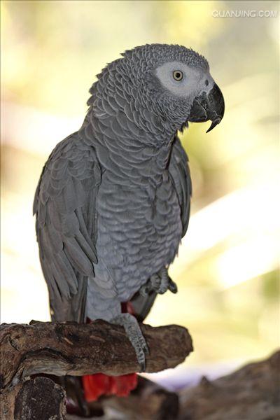 非洲灰鹦鹉