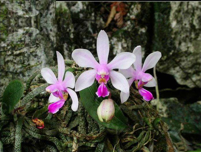  p>华西蝴蝶兰(拉丁学名: i>phalaenopsis wilsonii  /i>rolfe)又名