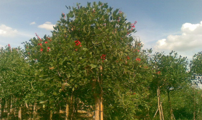  p>刺桐属(学名:erythrina)是豆科下一个属,乔木或 a target="_blank"