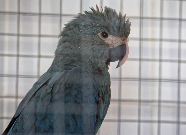 斯皮克斯金刚鹦鹉