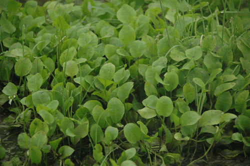  p>长喙毛茛泽泻(学名: i>ranalisma rostratum /i> stapf.