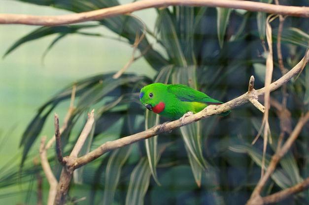  p>蓝冠短尾 a target="_blank" href="/item/鹦鹉/359436" data