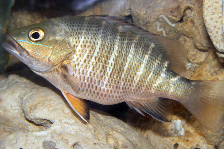  p>紫红笛鲷(学名 i> /i>: i>lutjanus argentimaculatus /i>)是笛鲷