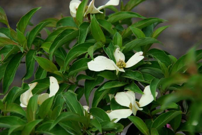  p>头状四照花(学名: i> i>dendrobenthamia capitata  /i>(wall.