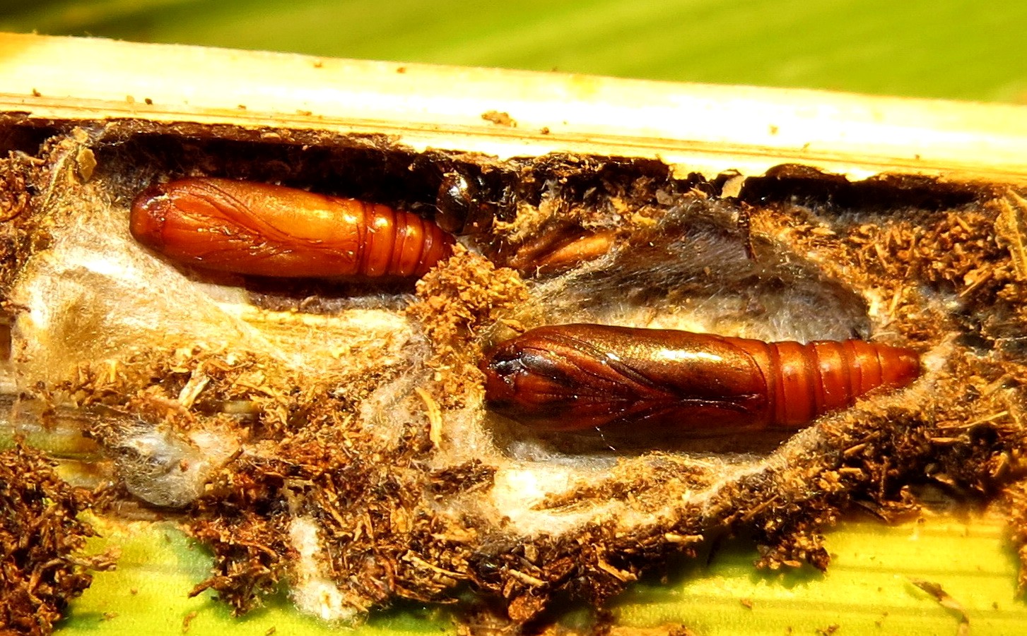  p>椰子织蛾,属 a target="_blank" href="/item/鳞翅目/1534992"