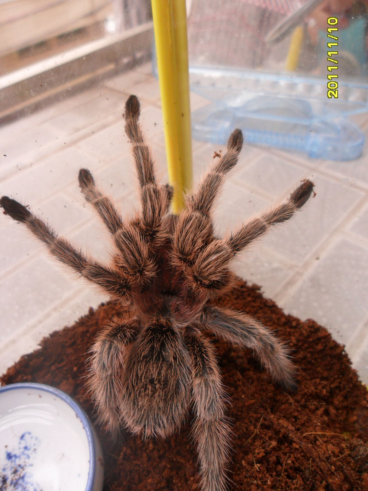  p>红玫瑰蜘蛛原产于智利的荒漠中.