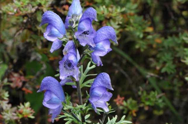  p>雪上一枝蒿源于云南,是四川民间广为流传和使用的跌打,疗伤的止痛