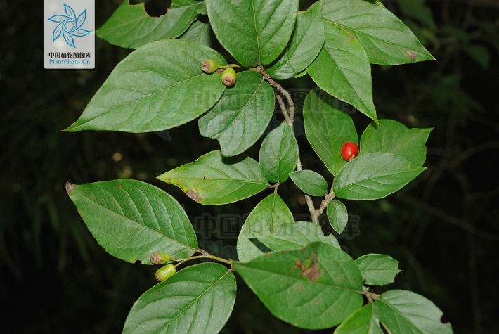 劲酒的功效和作用的基本原理，劲直白酒草（原变种）