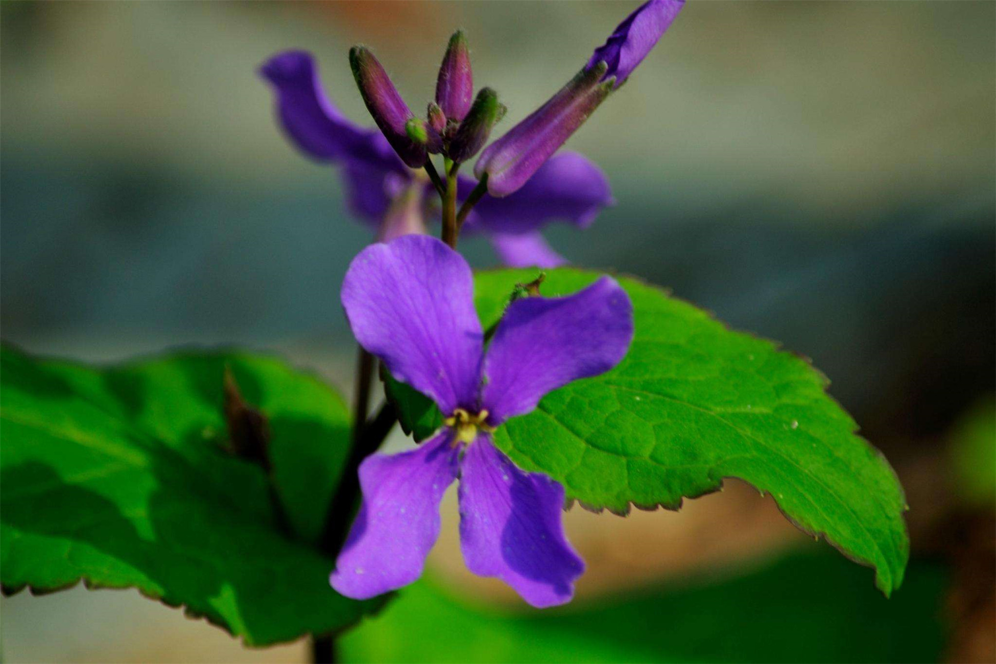  p>诸葛菜(学名: i>orychophragmus violaceus  /i>(l.) o. e.