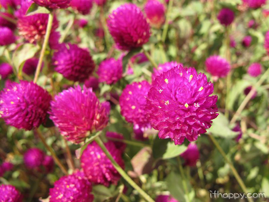  p>千日红花别名万年红,千日白,球形鸡冠花,千日红,属 a href="#"