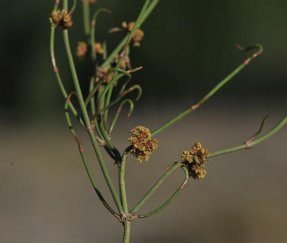  p>膜果麻黄(学名: i>ephedra przewalskii /i> stapf)是麻黄科麻黄属