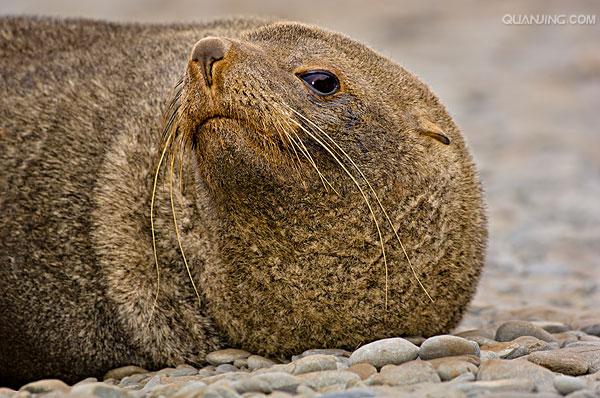  p>南极毛皮海狮(学名:arctocephalus gazella)又叫 a target="_blank